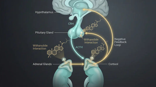 Diagram of the hypothalamic-pituitary-adrenal (HPA) axis showing cortisol regulation, CRH and ACTH signaling, and adaptogenic interaction pathways.