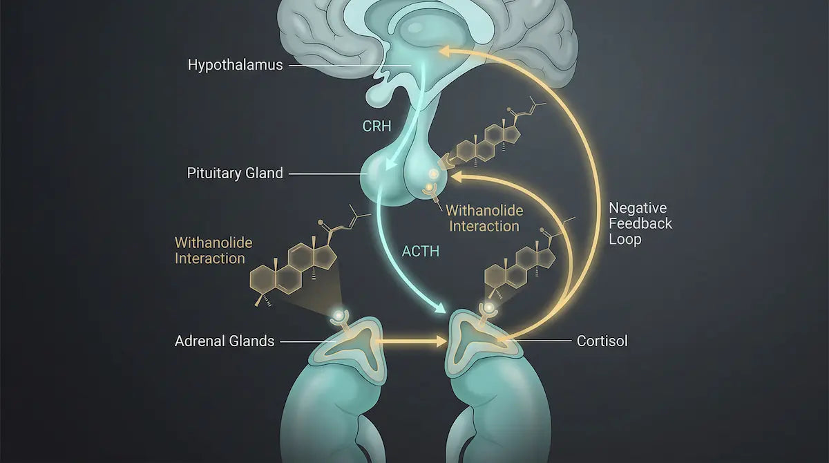 Diagram of the hypothalamic-pituitary-adrenal (HPA) axis showing cortisol regulation, CRH and ACTH signaling, and adaptogenic interaction pathways.