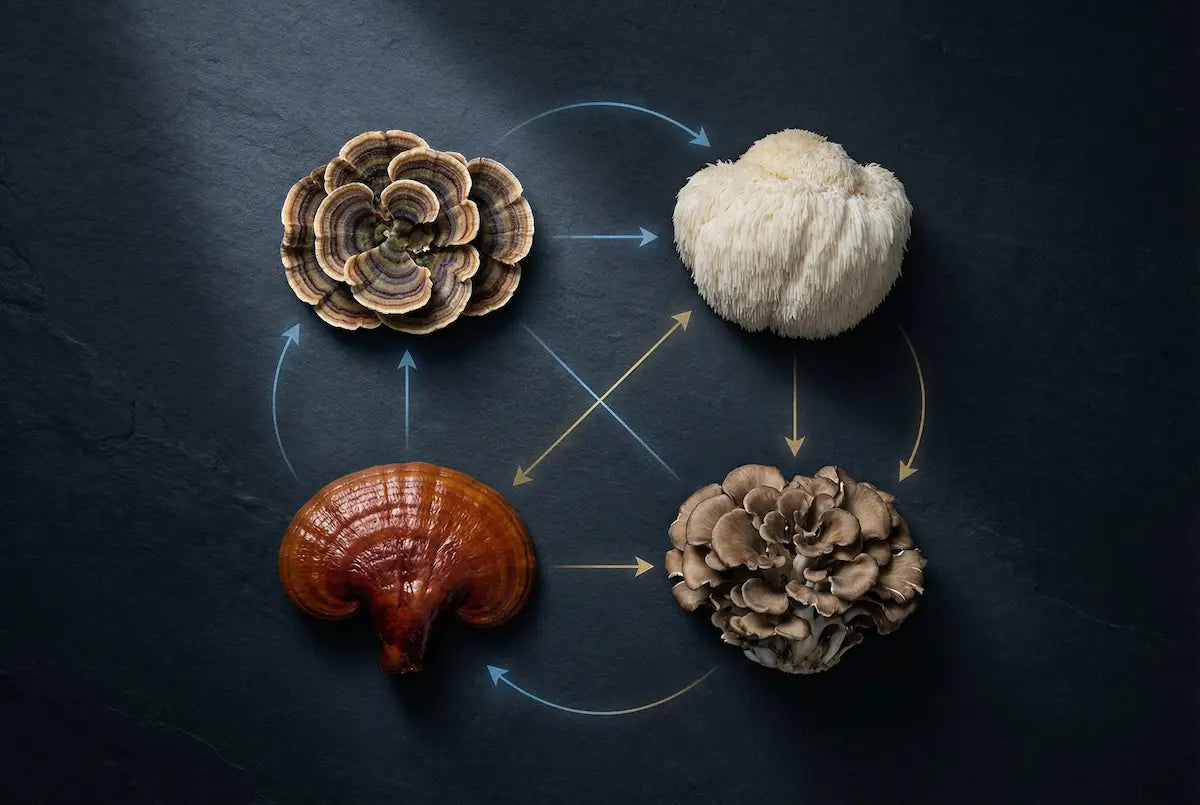 Medicinal mushrooms synergy diagram showing lion’s mane, reishi, maitake, and turkey tail connected in a circular interaction network illustrating multi-mushroom functional benefits.
