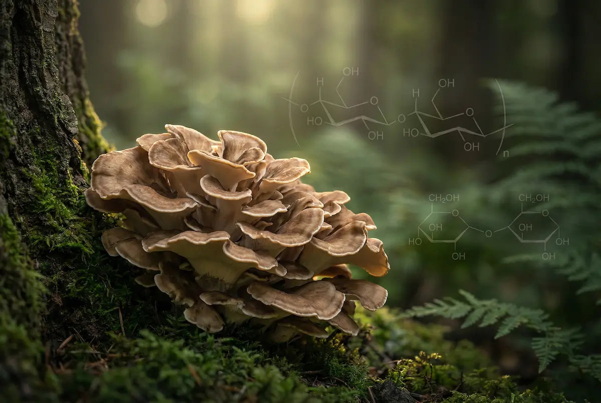 Maitake mushroom (Grifola frondosa) growing at the base of a tree in a forest, illustrating natural source of beta-glucans linked to immune and blood sugar support.