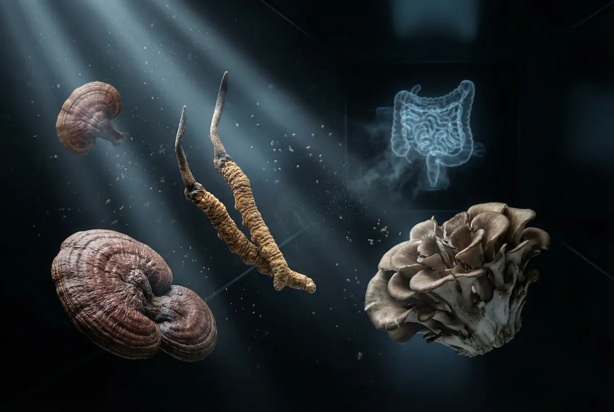 Medicinal mushrooms including cordyceps, reishi, and oyster mushrooms floating in a dark scientific scene with a glowing digestive system illustration, symbolizing mushroom supplements and gut health.