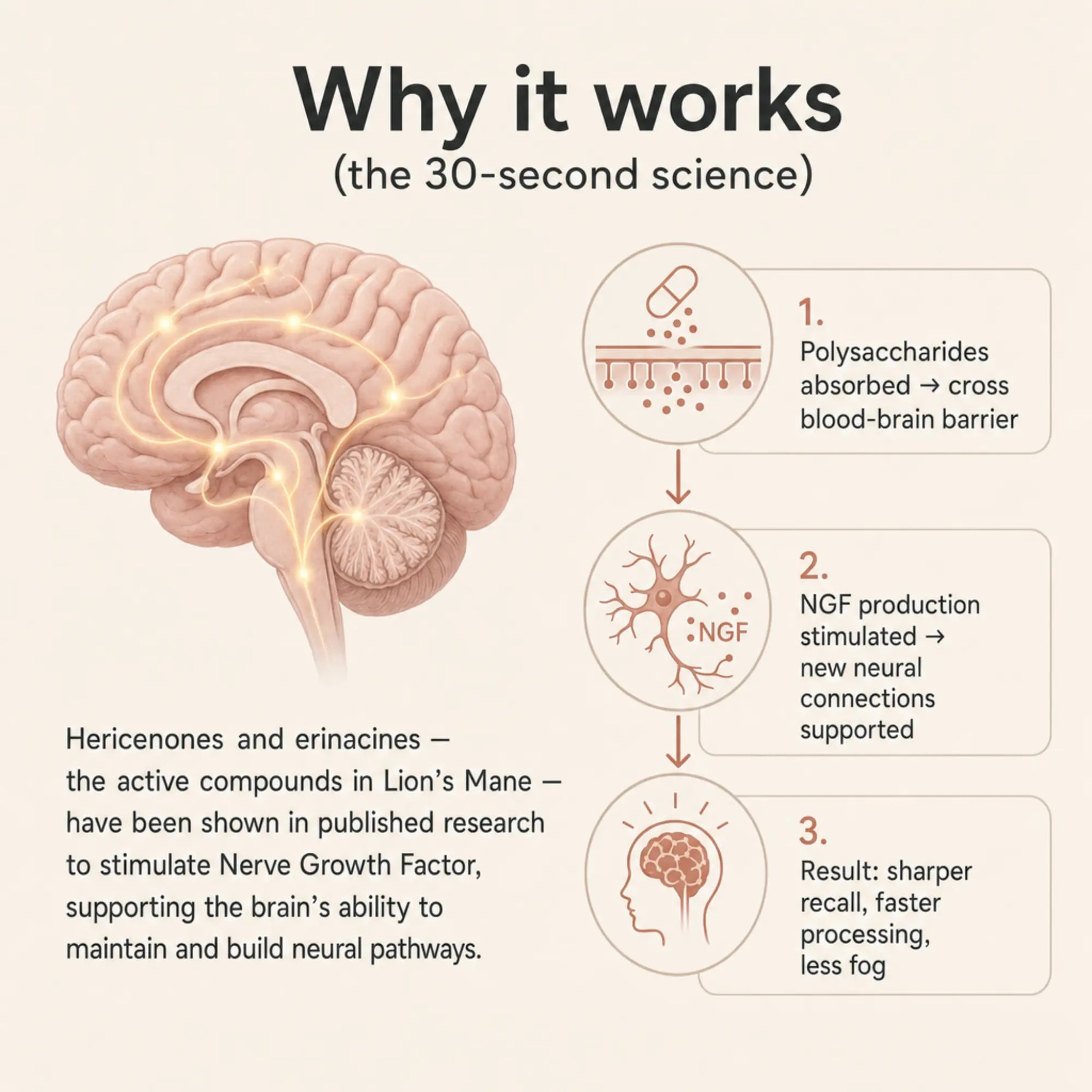 An infographic titled 'Why it works (the 30-second science)' explains how Lion's Mane compounds support the brain. It features a pink anatomical illustration of a brain on the left, with three circular diagrams on the right showing steps: polysaccharides crossing the blood-brain barrier, NGF production being stimulated, and the result being sharper recall and faster processing.