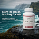 A white bottle of Glenari Sea Moss supplement placed on a dark rock with a dramatic ocean and rocky coastline background. Text on the left reads, 'From the Ocean. Into Every Capsule.'